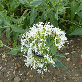 centranthus ruber alba